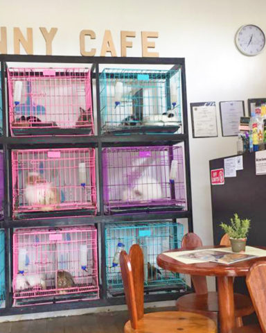 first rabbit themed cafe in the philippines