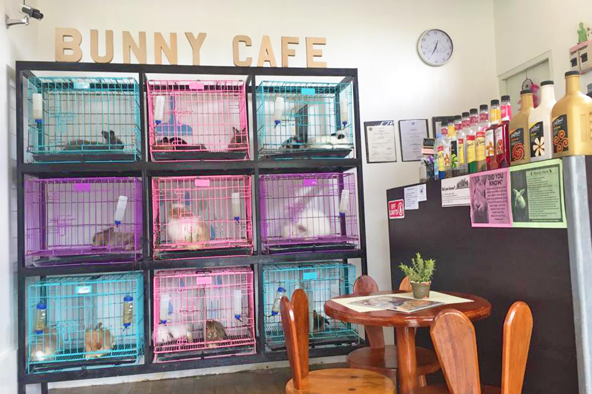 first rabbit themed cafe in the philippines