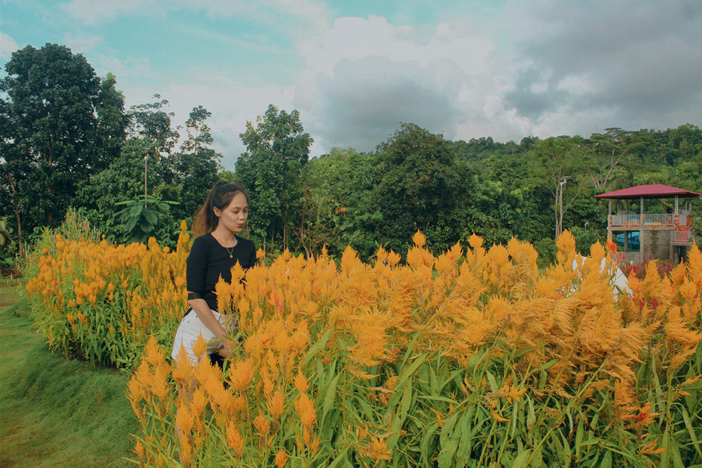 yellow flower garden