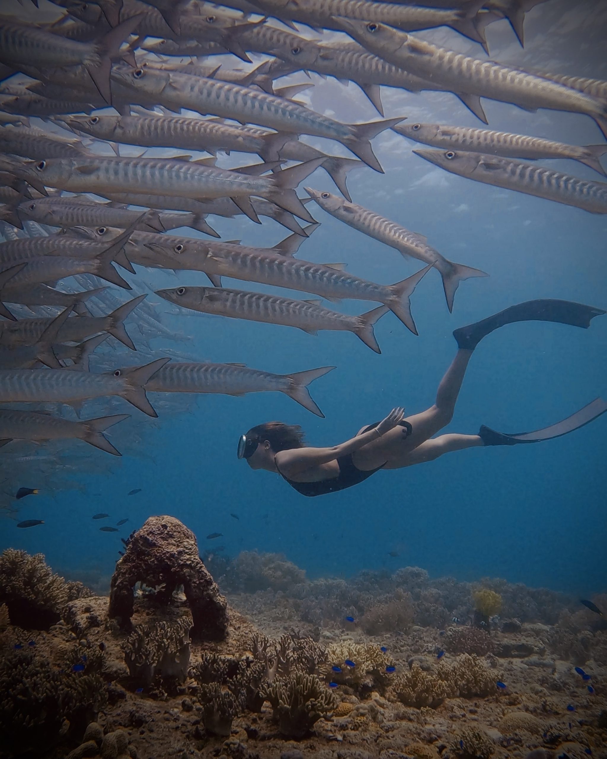 FREEDIVING IN SIQUIJOR: Home of Majestic Barracudas and Cave Diving 2 GPTempDownload 2 scaled
