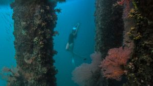 freediving in Tagum