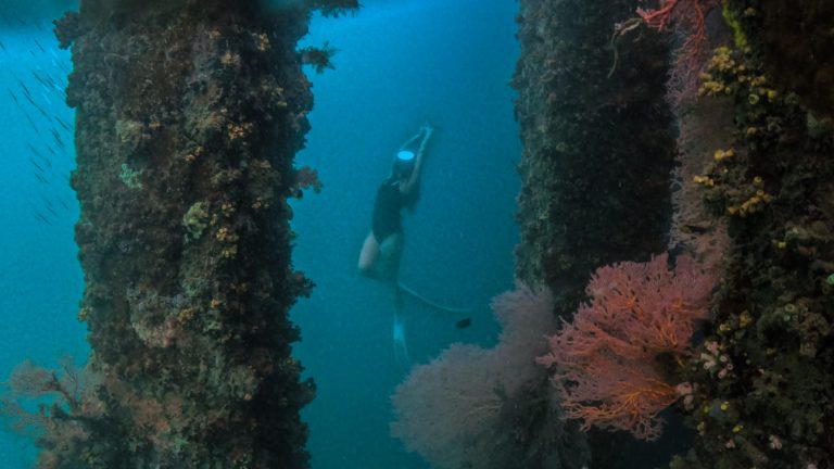 Freediving in Tagum: Exploring Hijo Port and Diving with a Purpose 1 freediving in Tagum