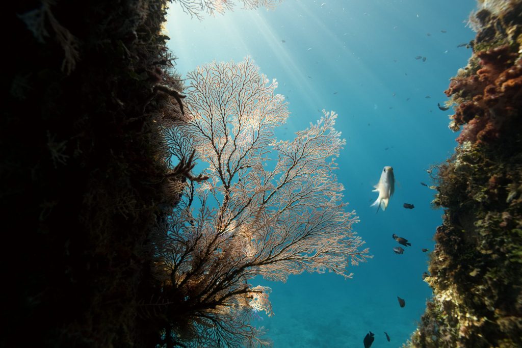 Soft Corals in Limasawa Island